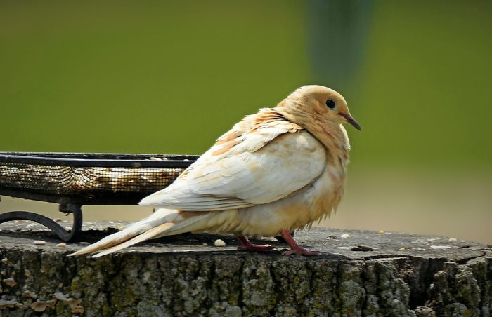 A leucistic mourning dove