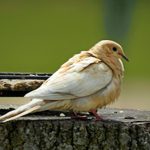 Is This White Mourning Dove Albino?