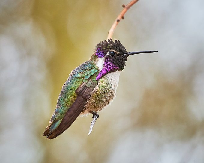 hummingbirds hot weather