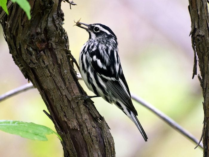 A black-and-white warbler with a bug in its beak