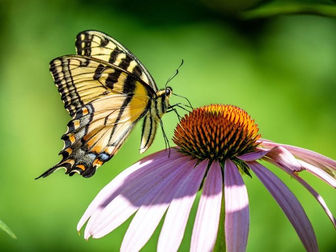 host plants for swallowtail butterflies