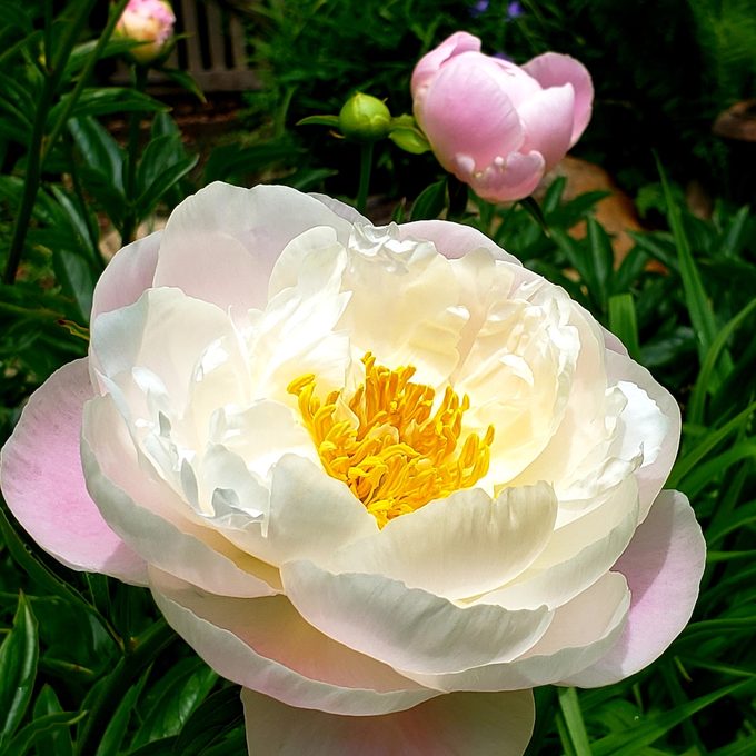 peony meaning