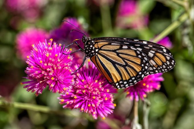 gomphrena or globe amaranth and monarch butterfly