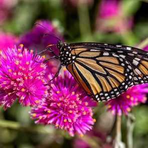 gomphrena or globe amaranth and monarch butterfly