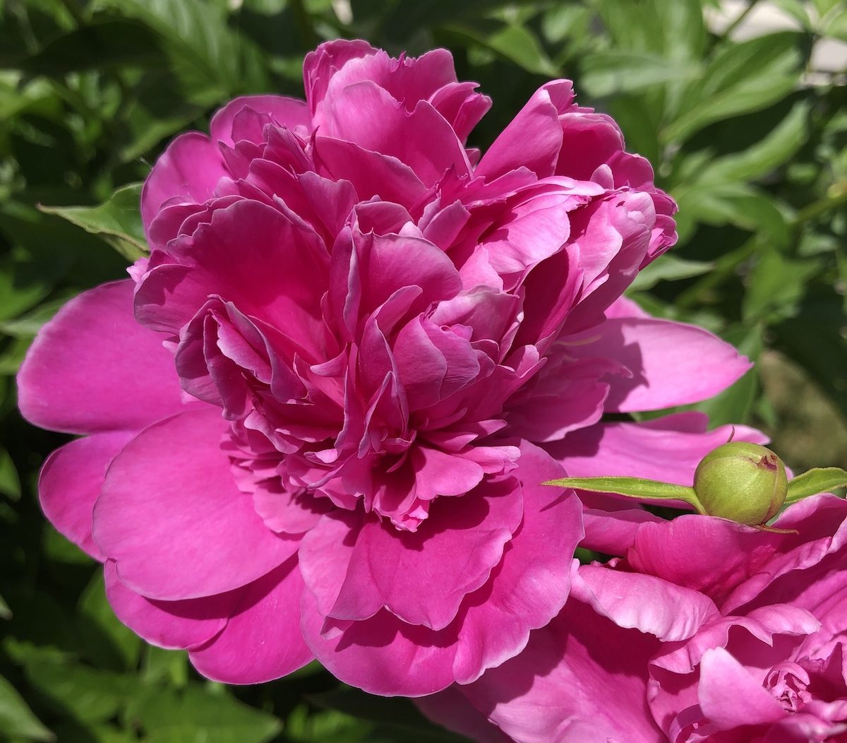 Georgeous Peony In A Full Bloom Stock Photo, Picture and Royalty Free  Image. Image 26313534.