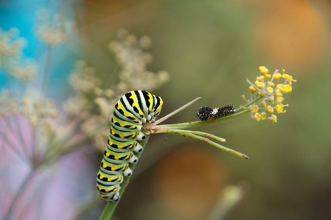 swallowtail host plants