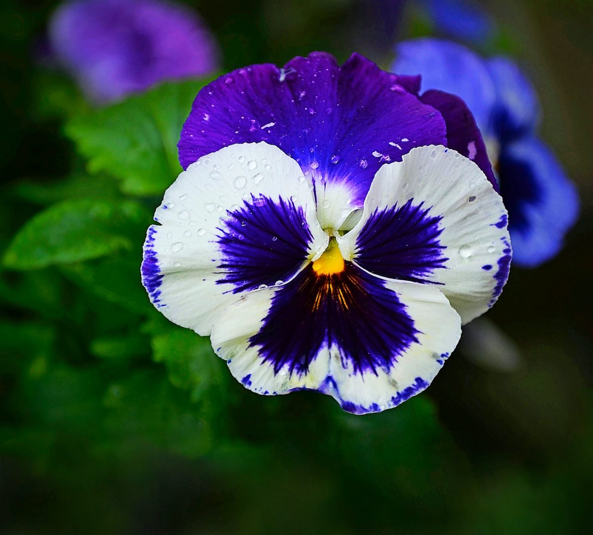 grow garden pansy flowers for early blooms - birds and blooms