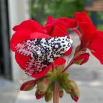 Here’s Where You Can Spot a Giant Leopard Moth