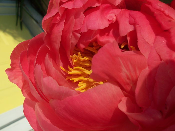 pictures of peonies