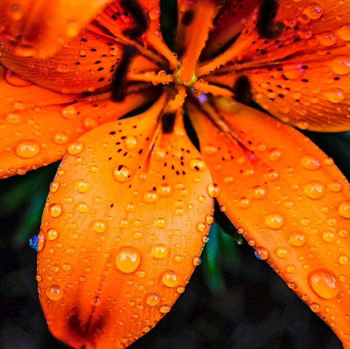 rain with flowers