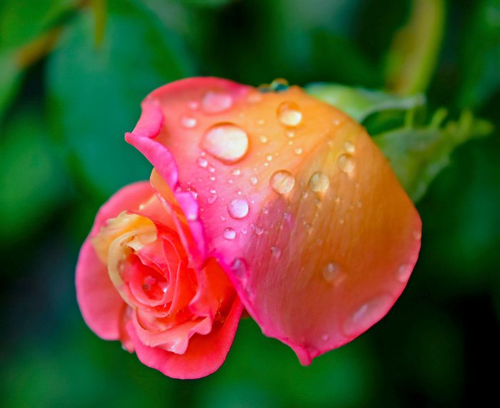 I Love Roses. I Took This Picture Right After A Summer Rain.