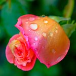 April Showers: 12 Pictures of Flowers With Raindrops