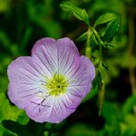 6 Fascinating Primrose Flower Facts
