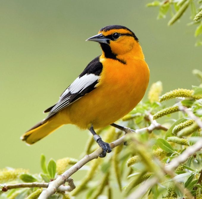 Bullock's Oriole Perching In Willow Tree   Vertical