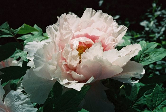Bnbbyc18 Donna Lawson 1, pictures of peonies