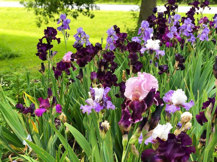 I Used My Cell Phone To Take Photos Of My Iris Bed This Year.