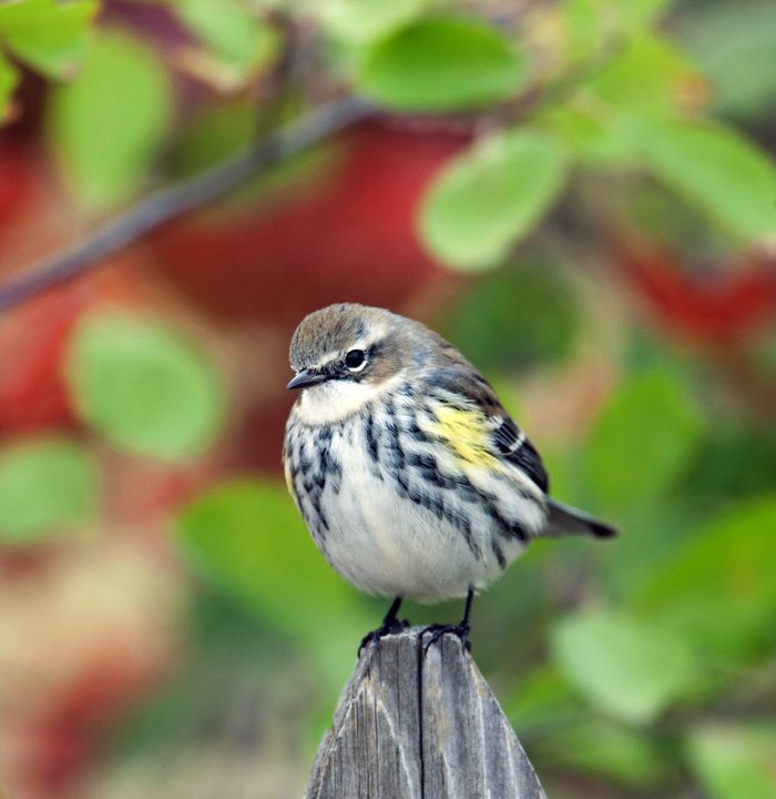 A yellow-rumped warbler perches on a fence