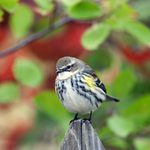 11 Reasons Why Birders Are Obsessed With Warblers