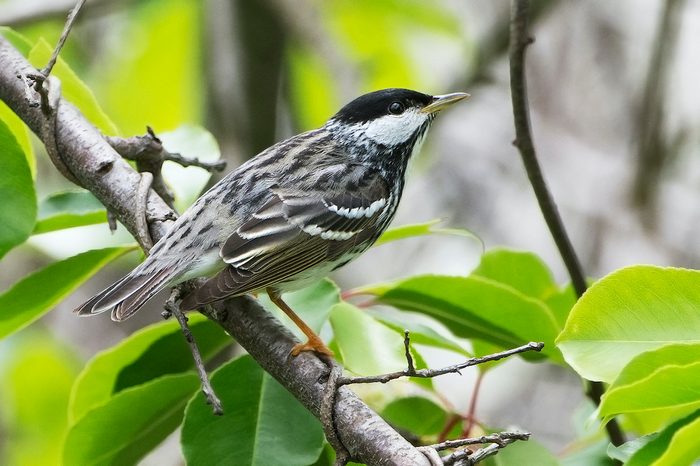 Blackpoll warblers are capable of flying extremely long distances