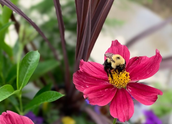 Bumble bee on a cosmos bloom
