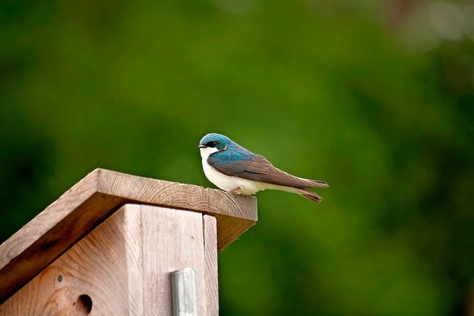 Tree Swallow On A Eastern Bluebird Nest Box.