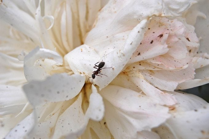 Ant in the Peonies Flower, Macrophotography,Natural