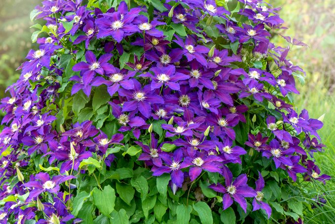 clematis fast growing vines climbing flowers