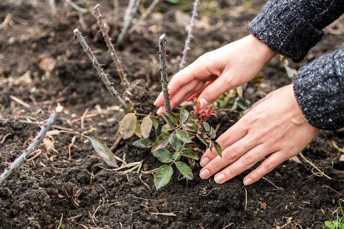close up view of woman hands planting a rose bush in the garden. woman doing gardening
