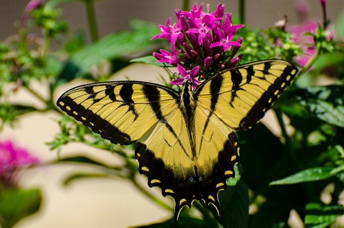 Butterflies - Yellow Swallowtail & Pentas Flowers