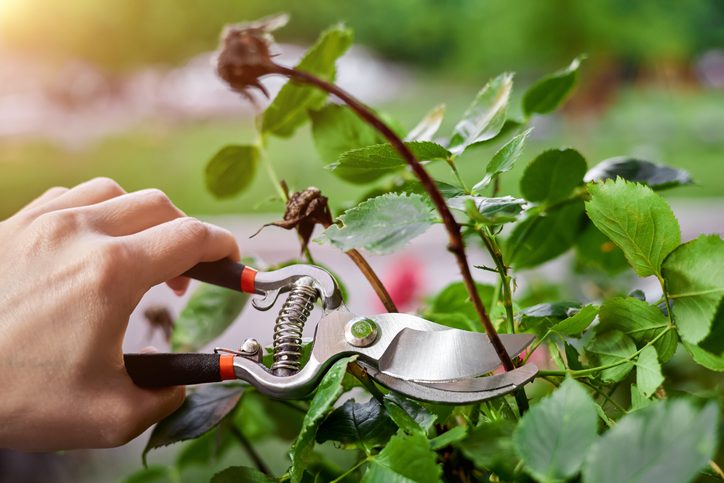 how to grow roses Girl pruning rose bushes with secateurs