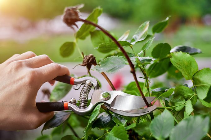 how to grow roses Girl pruning rose bushes with secateurs