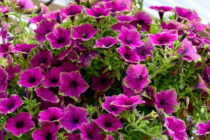 Closeup of Supertunia 'Picasso in Purple' flowers