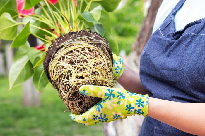 Woman in apron is transplanting plant into new pot outdoors