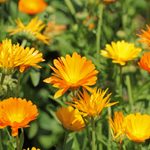 Calendula vs Marigold: What’s the Difference?