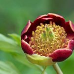 10 Little-Known Peony Plant Facts