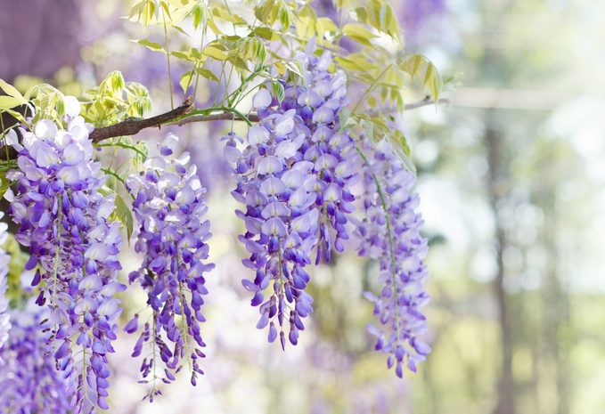 Wisteria in bloom fast growing vines climbing flowers