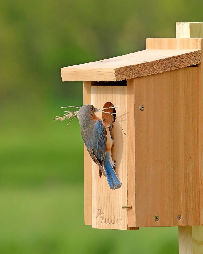 Eastern Bluebird Pair Building Nest