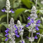 Attract a Crowd of Hummingbirds to Playin’ the Blues Salvia