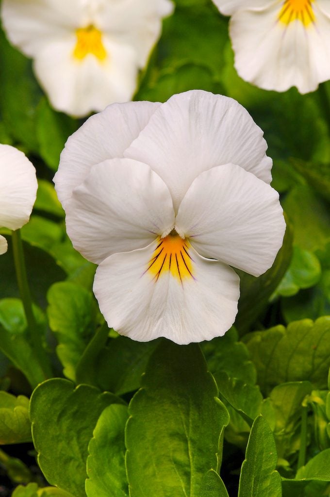 Pansy flower Cool Wave White Bloom