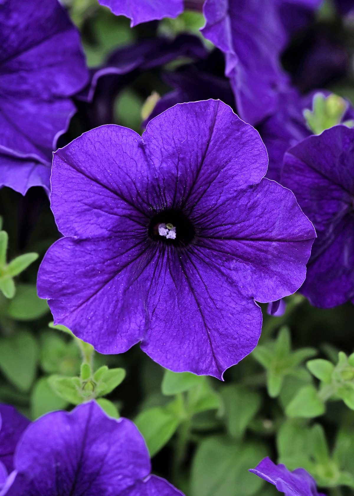 Grow Wave Petunia Plants for Nonstop Color - Birds and Blooms
