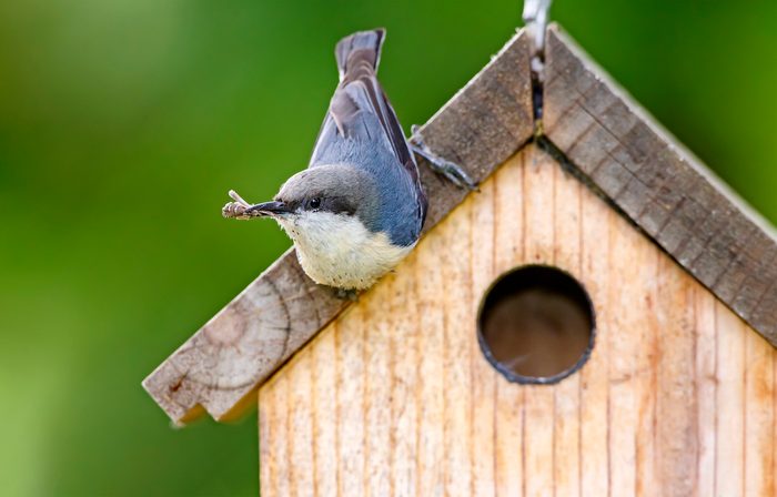 Pygmy Nuthach On Nest Box birdhouses