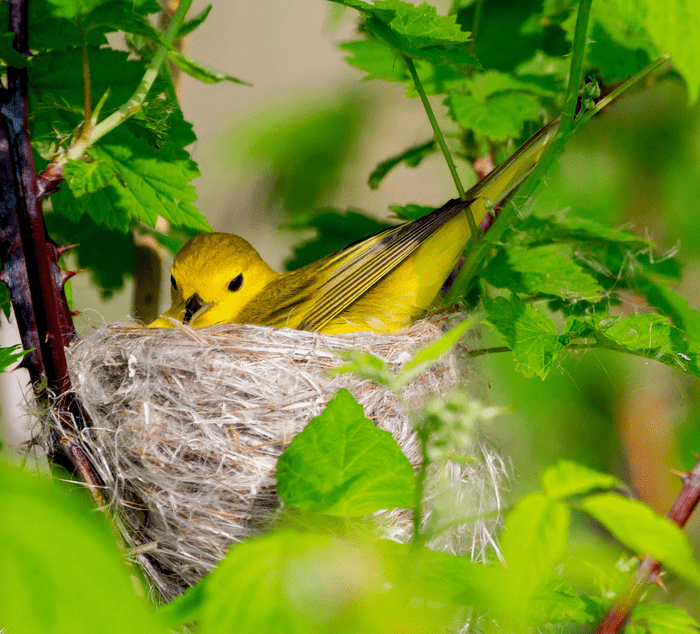 Yellow warbler sitting in nest