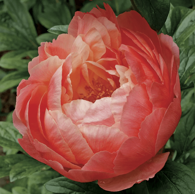 coral charm peony, types of peonies