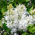 New Age White Lilac Is a Fresh Update on a Classic Shrub