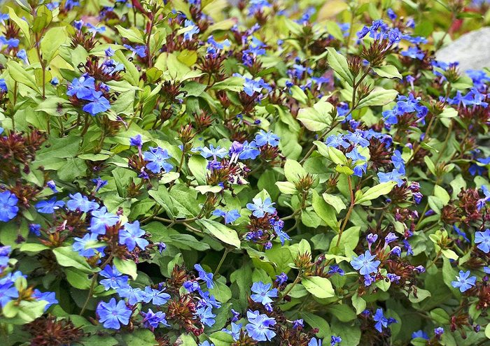 Hardy Plumbago ground cover plants
