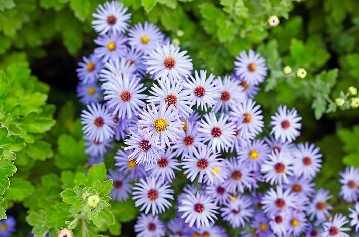 Aromatic Aster 