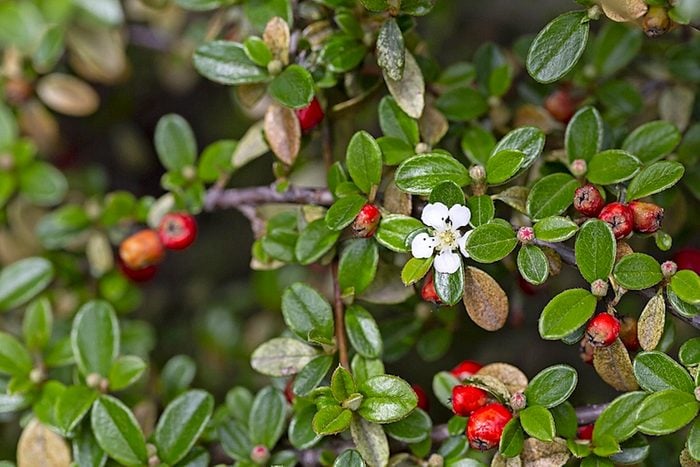 Willowleaf Cotoneaster ground cover plants