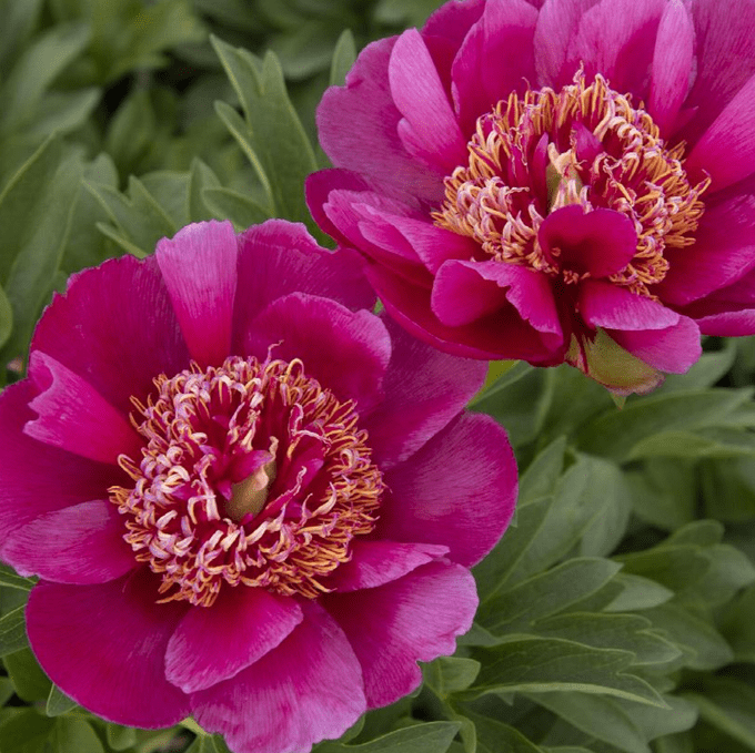 Early Scout Fernleaf Peony