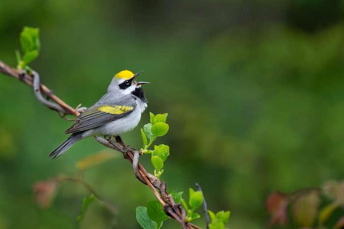 A golden-winged warbler sings out loudly while perched 