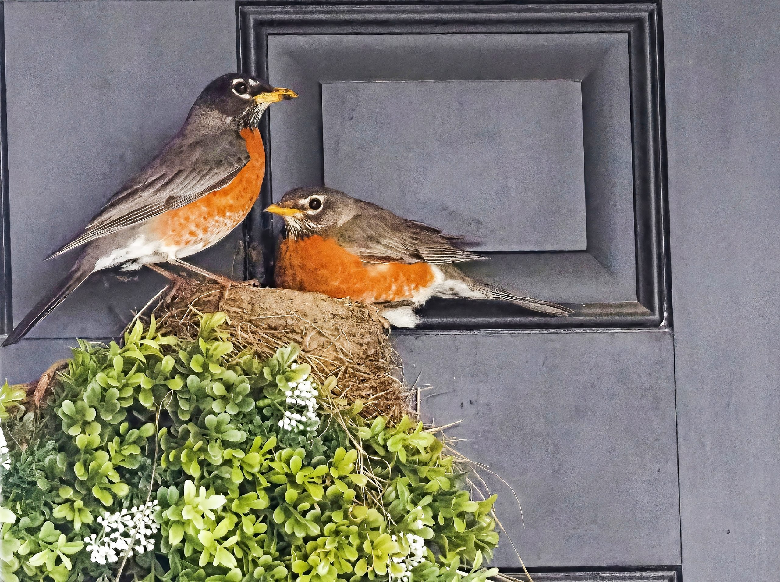Can You Move a Bird Nest Near Your Home? - Birds and Blooms